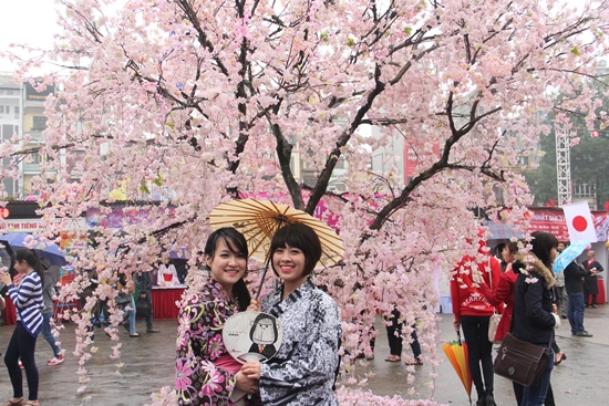 lễ hội hoa anh đào Nhật Bản tại Hà Nội